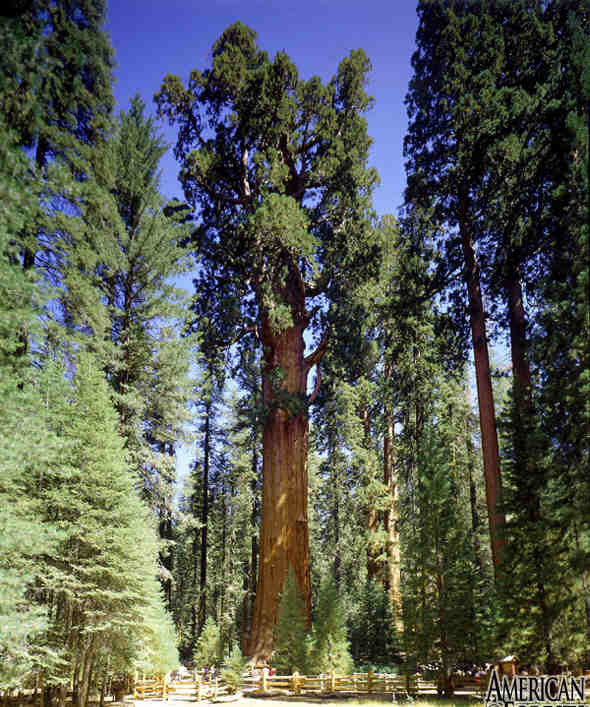 Sequoiadendron giganteum