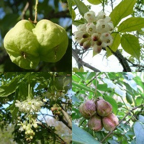 Staphylea pinnata