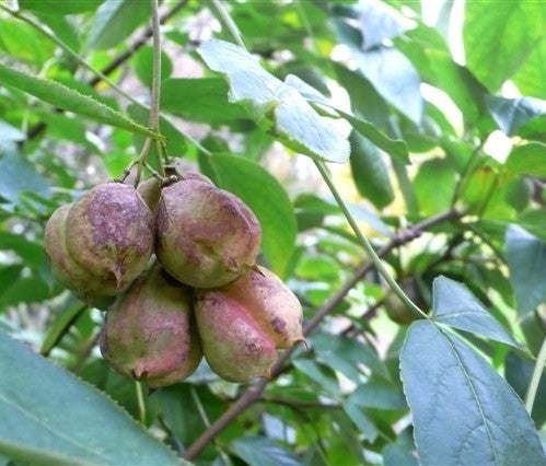 Staphylea pinnata
