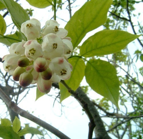 Staphylea pinnata