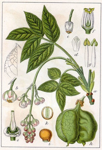 Staphylea pinnata