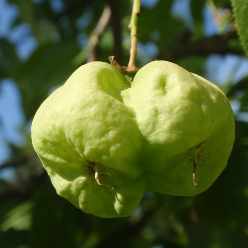 Staphylea pinnata