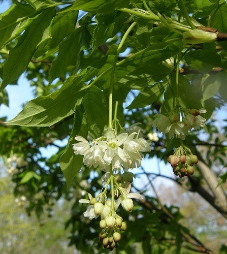 Staphylea pinnata