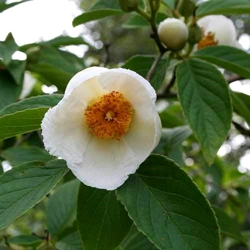 Stewartia pseudocamellia