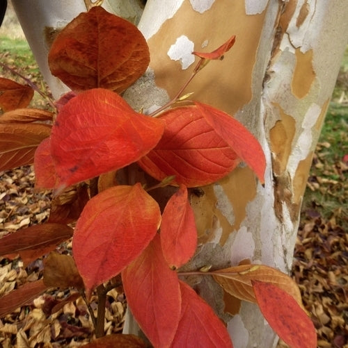 Stewartia pseudocamellia