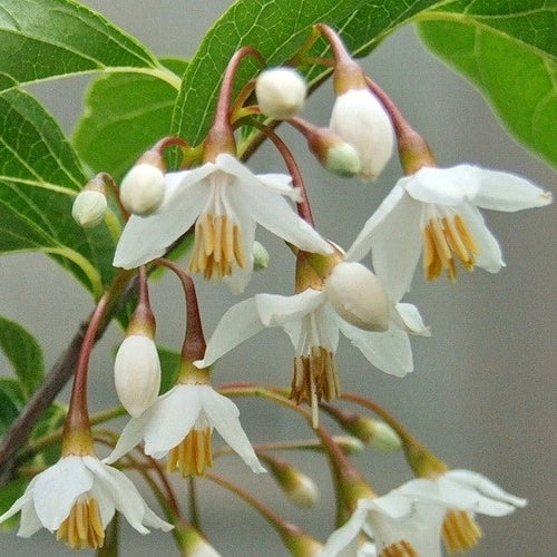 Japanese Snowbell
