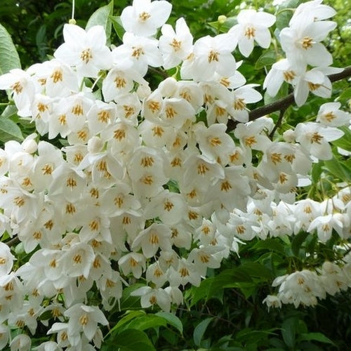 Japanese Snowbell