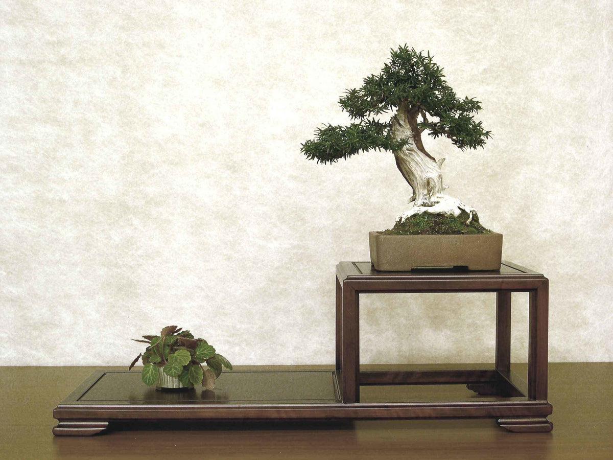 Taxus baccata