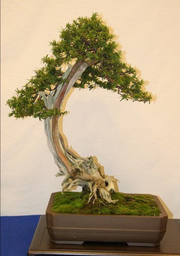 Taxus baccata
