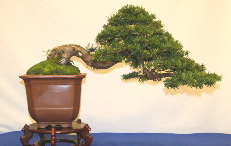 Taxus baccata