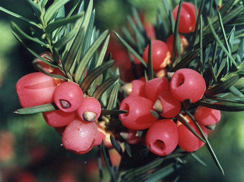 Taxus baccata