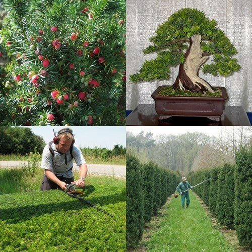 Taxus media 'Hicksii'