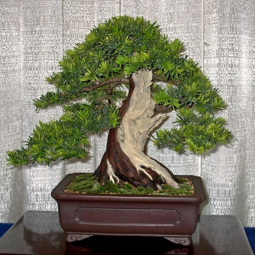 Taxus media 'Hicksii'