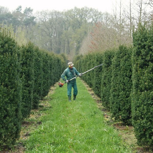 Taxus media 'Hicksii'