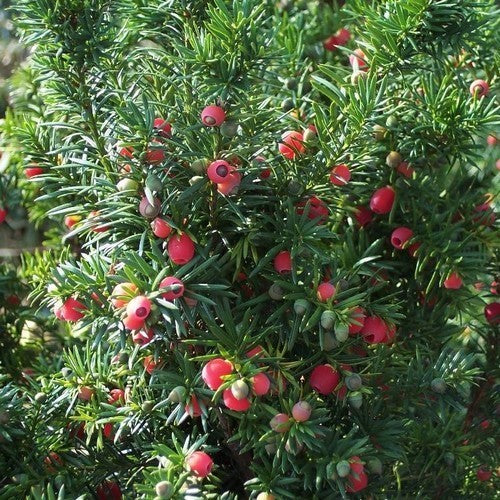 Taxus media 'Hicksii'