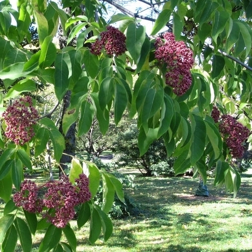 Tetradium daniellii