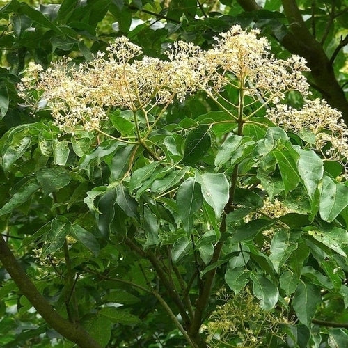 Tetradium daniellii