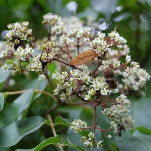Tetradium daniellii