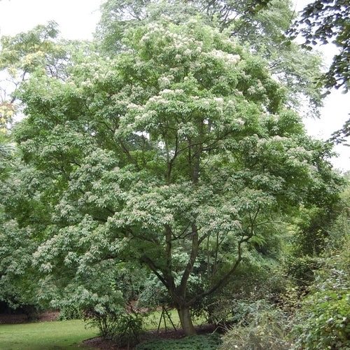 Tetradium daniellii