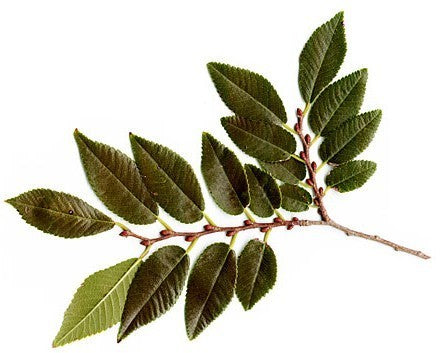 Ulmus parvifolia