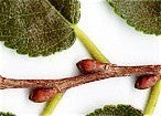 Ulmus parvifolia