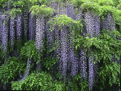 Wisteria sinensis