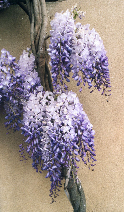 Wisteria sinensis
