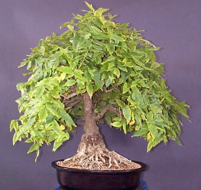 Wisteria sinensis