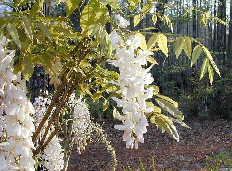 Wisteria sinensis 'Alba'