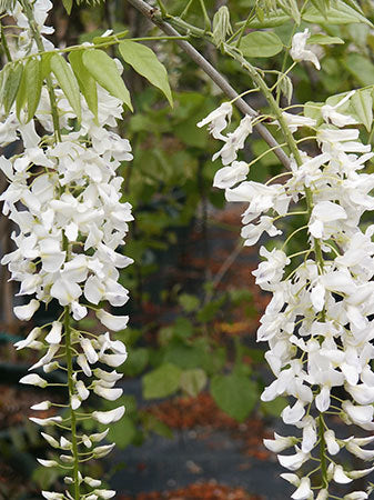 Wisteria sinensis 'Alba'