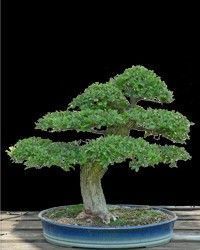Japanese Zelkova