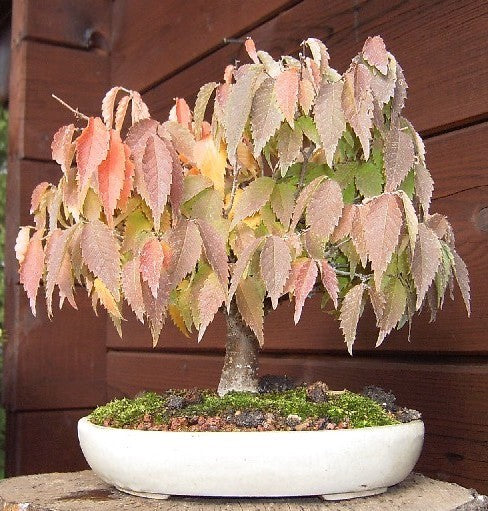 Japanese Zelkova