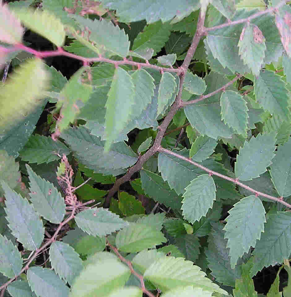 Japanese Zelkova
