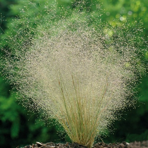 Agrostis nebulosa