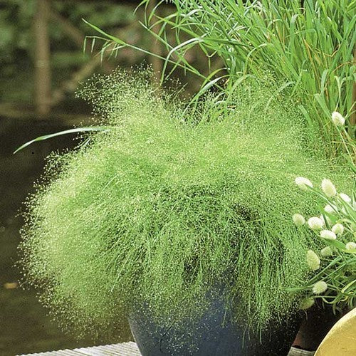 Agrostis nebulosa