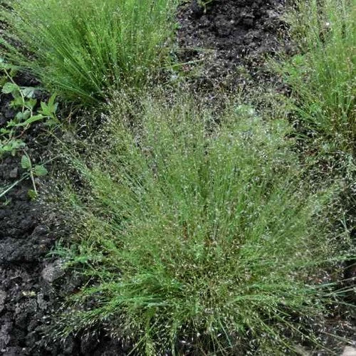 Agrostis nebulosa