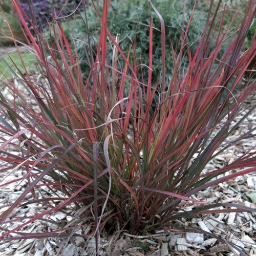 Andropogon gerardii