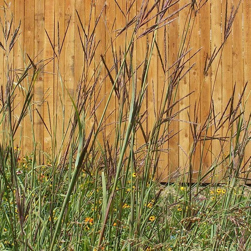 Andropogon gerardii