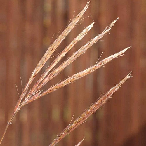 Andropogon gerardii