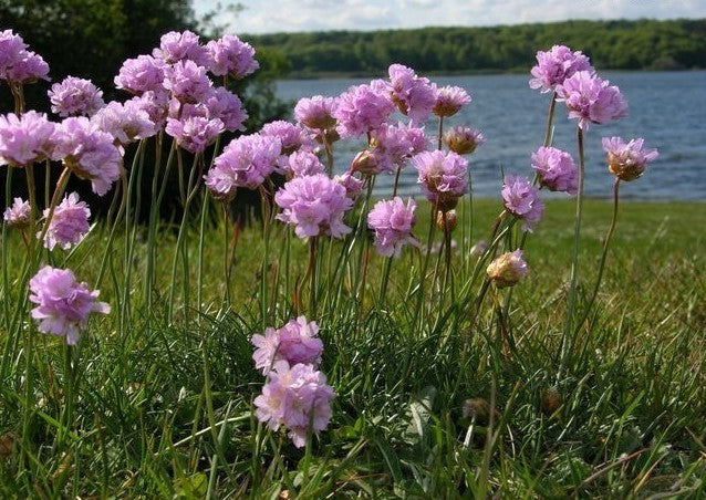 Armeria maritima