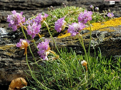 Armeria maritima