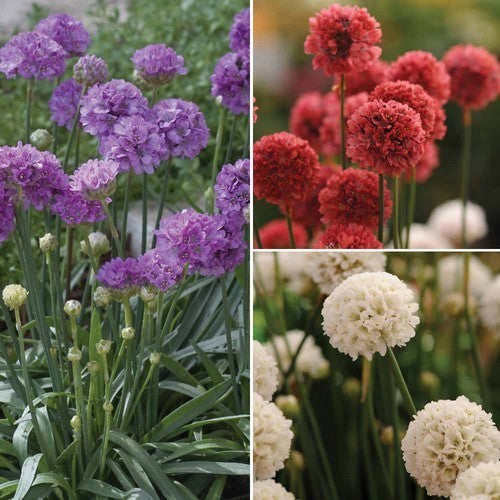 Armeria formosa