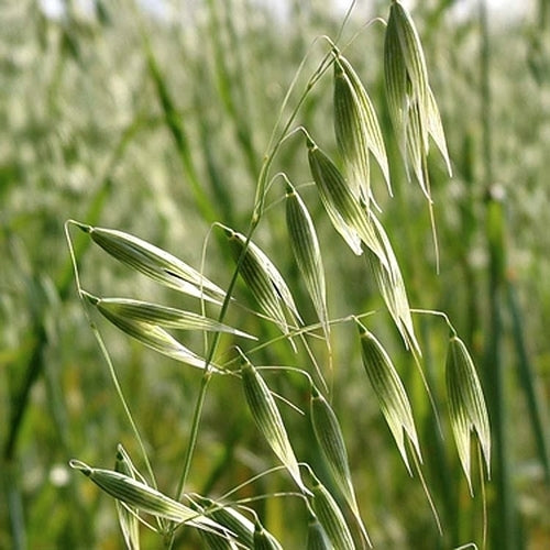 Avena sativa 'Donna' / 'Olympic' / 'Aragon' / 'Max' / 'Romul'