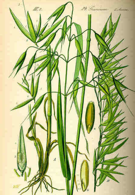 Avena sativa 'Donna' / 'Olympic' / 'Aragon' / 'Max' / 'Romul'