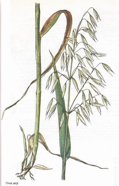Avena sativa 'Donna' / 'Olympic' / 'Aragon' / 'Max' / 'Romul'