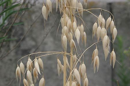 Avena sativa 'Donna' / 'Olympic' / 'Aragon' / 'Max' / 'Romul'