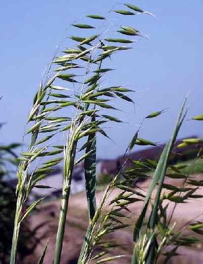 Avena sativa 'Donna' / 'Olympic' / 'Aragon' / 'Max' / 'Romul'