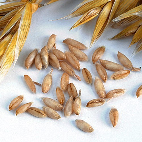 Avena nuda 'Streaker Hulless'