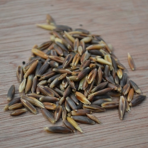 Avena sativa 'Black Beauty'