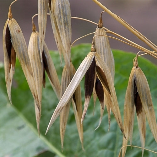 Avena sativa 'Black Beauty'